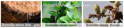 Boswellia Serrata Tree Bark - Gum - Supplement