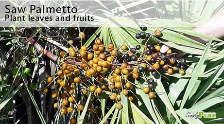 Saw Palmetto Plant Leaves Fruits Picture